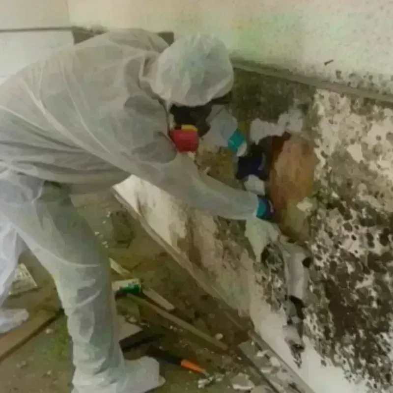 Mold Remediation and Removal in Tremont, IL